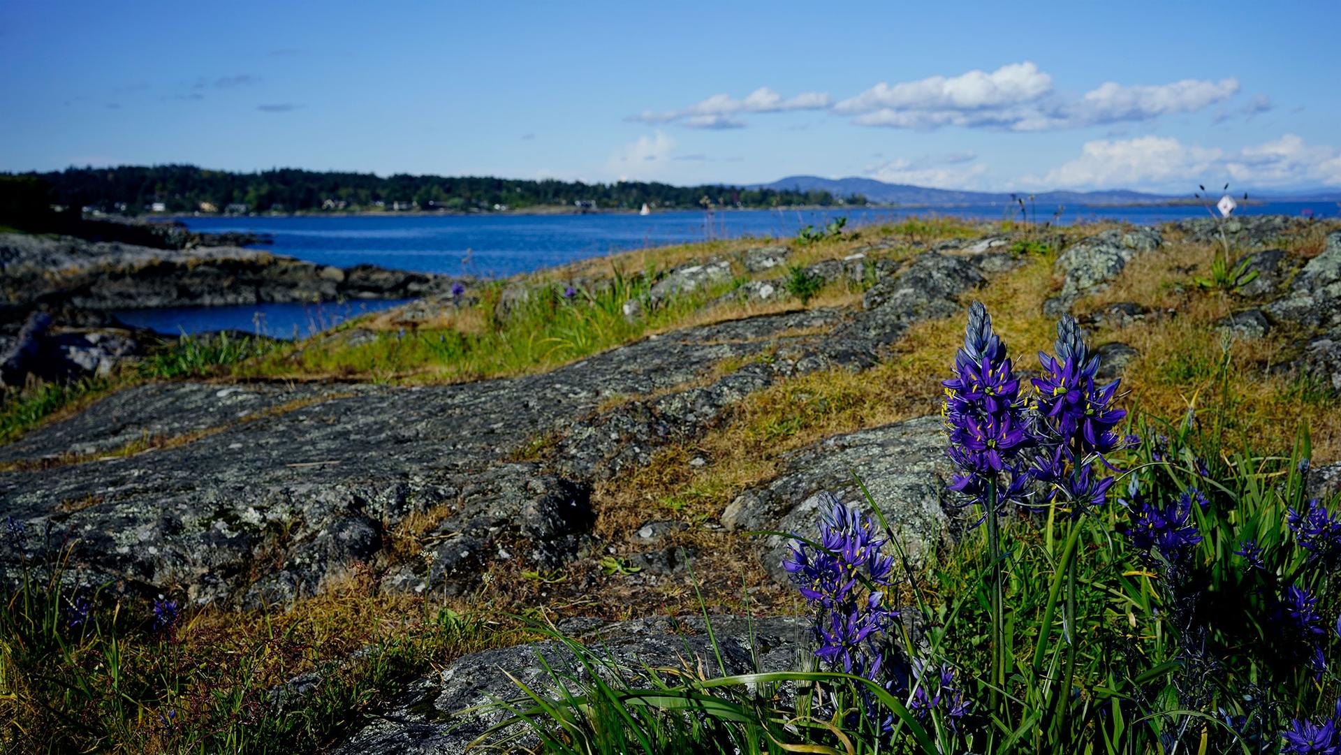 Coastal shoreline with native camas wildflowers near Victoria, British Columbia
